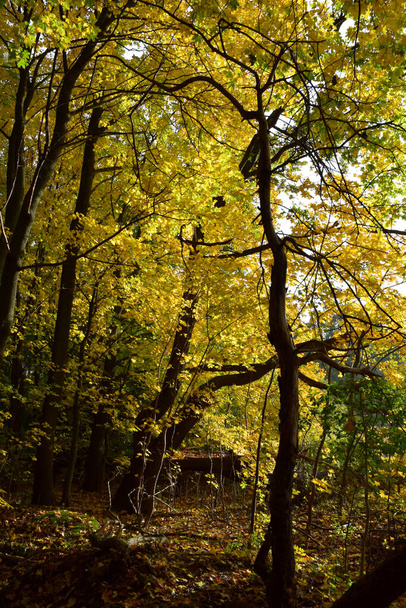 Sonbahar ağaçları sesonal renkler - Fotoğraf, Görsel