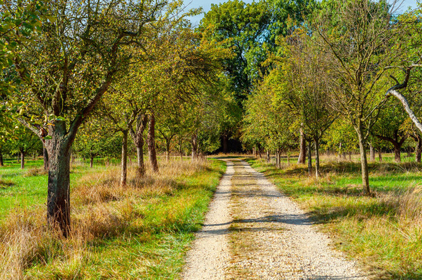 Mannheim, Germany. October 4th, 2009. Dirt road through a field of apple trees in the nature reserve called Reiinsel near Mannheim. - Photo, Image