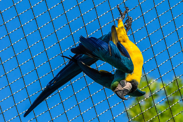 Niebiesko-żółty Macaw, Ara ararauna znany również jako niebiesko-złoty macaw, to duża papuga południowoamerykańska z przeważnie niebieskimi górnymi częściami i jasnopomarańczowym podbiciem - Zdjęcie, obraz