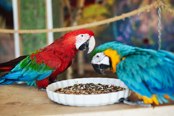 Τα κόκκινα πουλιά των μακάο. Άρα Μακάο ζώα. Δύο κόκκινα δίδυμα πουλιά κάθονται σε μια ξύλινη κατασκευή. Ιστορικό ψυχαγωγίας ζωολογικού κήπου. - Φωτογραφία, εικόνα