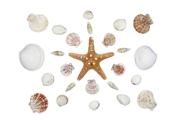 композиция экзотических морских раковин и морских звезд на белом фоне. вид сверху. - Фото, изображение