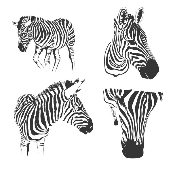 Graphical set of zebras isolated on white background,vector hand-drawn illustration - Vektör, Görsel