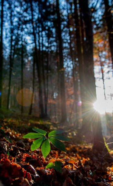Ormanda yeşil yapraklar ışığa karşı - Fotoğraf, Görsel