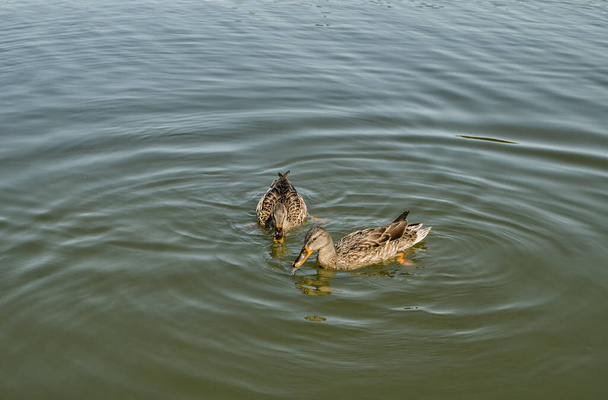 wild duck in a pond, a floating bird on a warm summer day - Foto, imagen