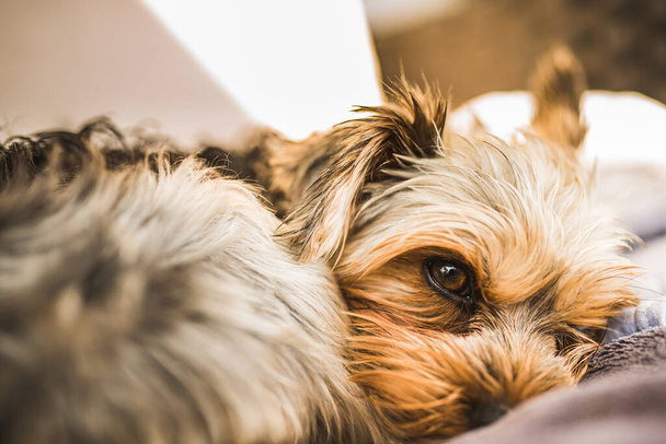 Yorkshire terrier resting on a couch outside in backyard. - Photo, image