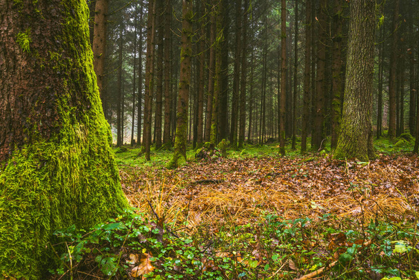 Autumn Forest with floor covered with moss. Misty day in nature. Fall background. - Photo, Image