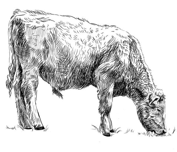Sketch of calf eating grass. Cow, bull, farm animal. Hand drawn - 写真・画像