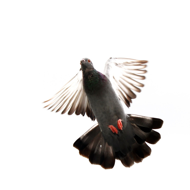 Paloma voladora
 - Foto, imagen