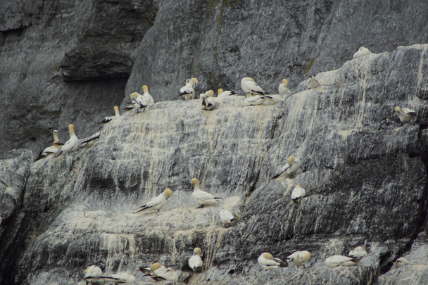 gulls  gannets and other seabirds at the Skellig islands - Photo, image