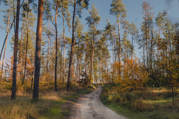 Szennyes út a fenyőerdőben ősszel - Fotó, kép