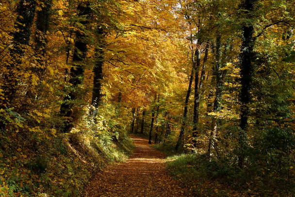 forest of bad urach in autumn, swabian alb, germany - Foto, afbeelding