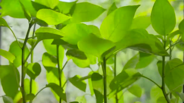 Gros plan des jeunes pousses de verdure avec des feuilles à la lumière - Séquence, vidéo