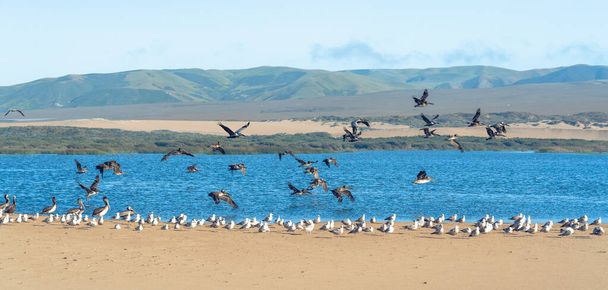 Stormo di uccelli sulla spiaggia. Pelicani e gabbiani. Bella costa centrale della California - Foto, immagini