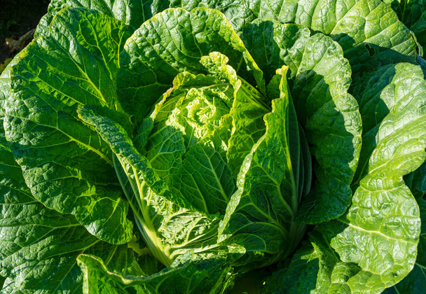 A closeup of one of the Chinese cabbage fields - Photo, Image