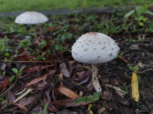 Chlorophyllum brunneum fungi sprouting from the ground. - Photo, Image