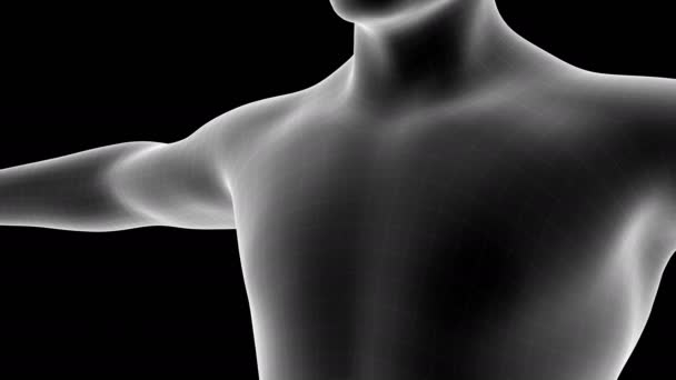 Animación 3D de un holograma de rayos X de hombres que muestra el área del dolor en el área del corazón con canal alfa - Imágenes, Vídeo