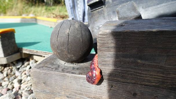 Una gran lombriz roja sube entre una viga y una bola de madera - Foto, imagen
