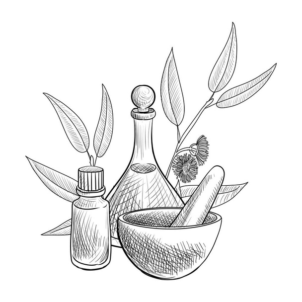 vector drawing eucalyptus essential oil - Вектор,изображение