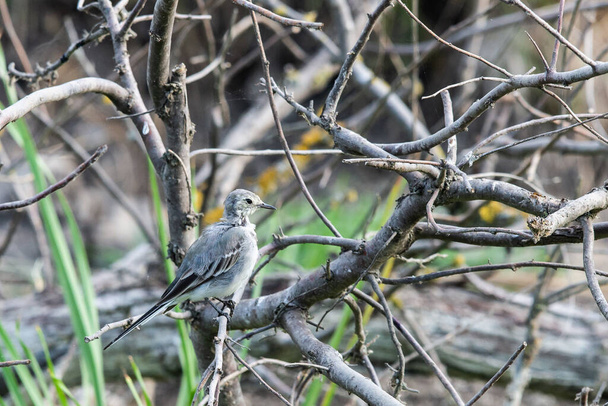 Fehér Wagtail vagy Motacilla Alba. A Wagtails az énekesmadarak nemzetsége. Wagtail az egyik leghasznosabb madár. Megöli a szúnyogokat és a legyeket, amik ügyesen üldöznek a levegőben.. - Fotó, kép