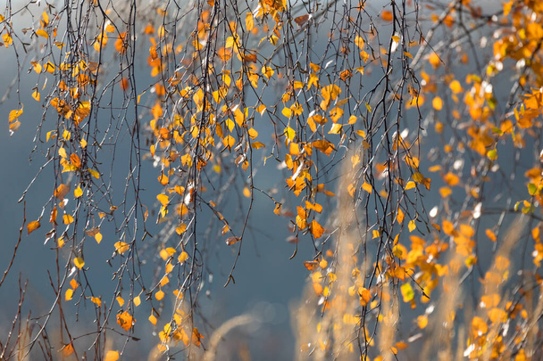 Jesienne tło. Piękne żółte liście brzozy. jesienny charakter tła dla projektowania z płytkiej głębi ostrości - Zdjęcie, obraz