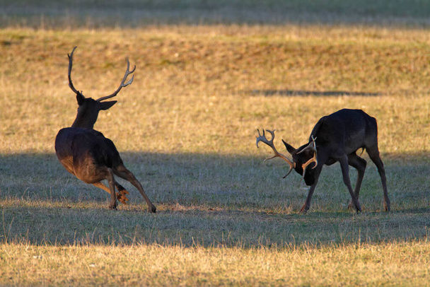 Dois veados estão lutando em pastagens no Parque Nacional de Brijuni - Foto, Imagem