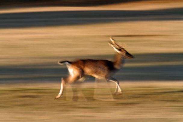 Jeleń biegający na łąkach w Parku Narodowym Brijuni - Zdjęcie, obraz