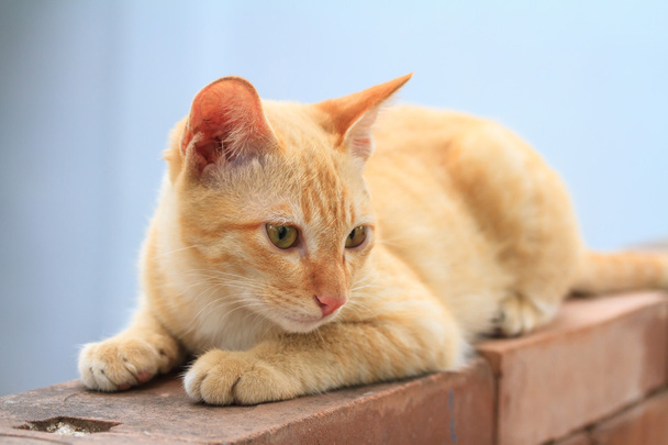 Yavru kedi - Fotoğraf, Görsel