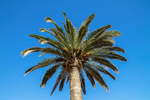 Vacation postcard concept. A palm tree on a sunny day with blue sky.  - Foto, imagen