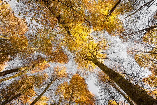 liści wewnątrz włoskiego lasu jesienią - Zdjęcie, obraz