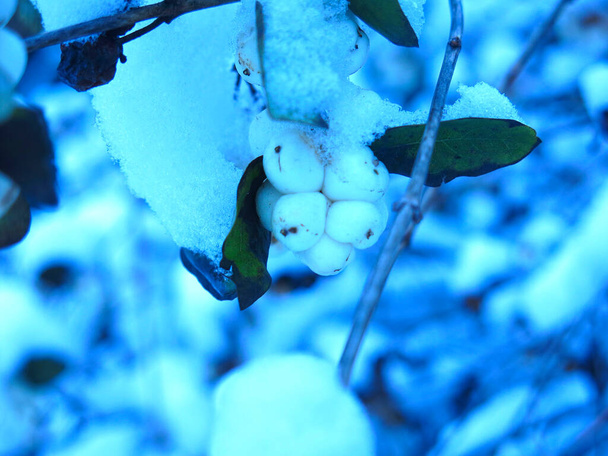 bobule (Caprifoliaceae) pod prvním sněhem - Fotografie, Obrázek
