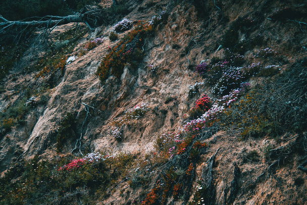 Μια πλαγιά καλυμμένη με πολύχρωμα λουλούδια και ρίζες που μεγαλώνουν άγρια στη φύση - Φωτογραφία, εικόνα