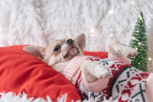 Söpö pieni joulukoira chihuahua koira villapaita makaa huopa - Valokuva, kuva