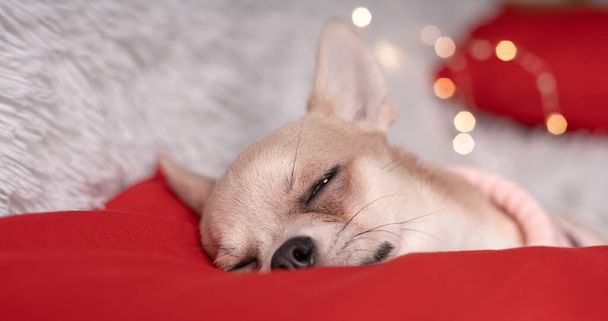 Крупным планом милая маленькая рождественская собачка чихуахуа в свитере лежит на одеяле - Фото, изображение