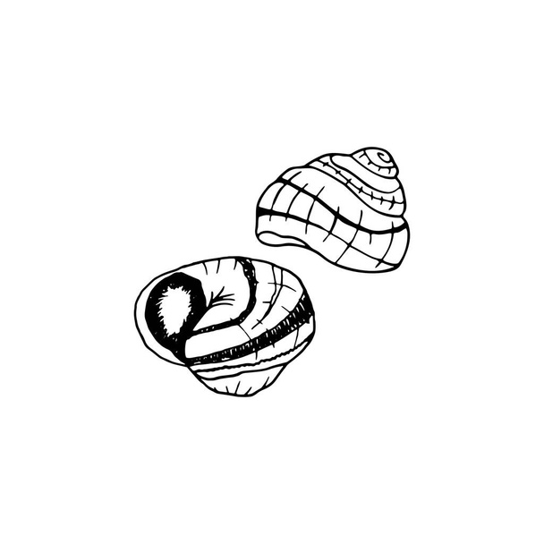 ベクトルハンドはエスカルゴを描いた。カタツムリのフランス料理。メニューカフェ、ビストロ、レストラン、ラベルやパッケージのためのデザインスケッチ要素。白地のイラスト. - ベクター画像