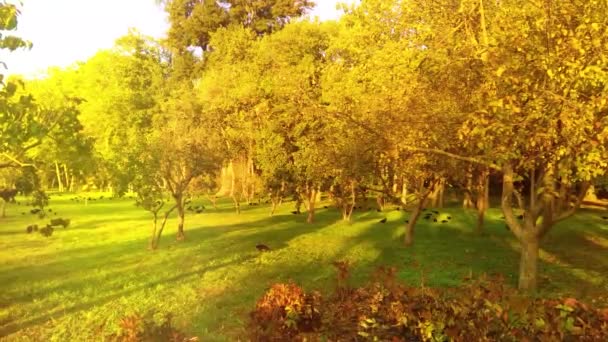 Herfst park in een heldere zonnige dag. Frisse en levendige kleuren van de natuur. - Video