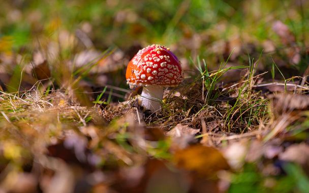 Klasická červená muchomůrka, Amanita muscaria houba v podzimním lese. - Fotografie, Obrázek