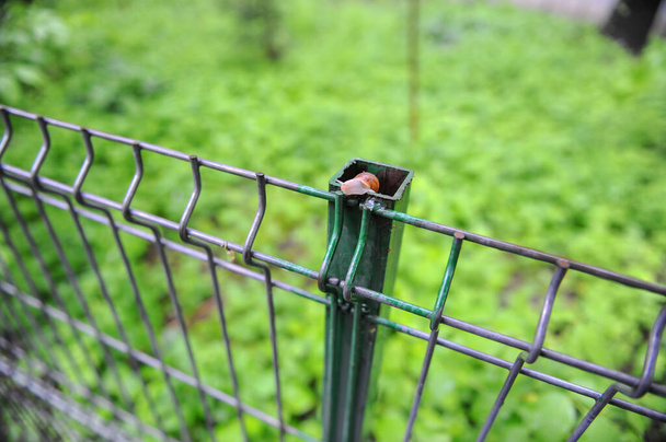 Details with a snail on a metallic fence. - Photo, Image