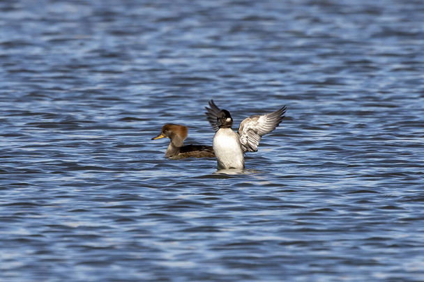 Adult female bufflehead. It a  small North American diving duck with a large puffy head. - Photo, Image