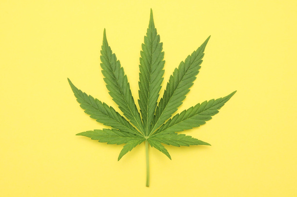 Cannabis Leaf - Photo, Image