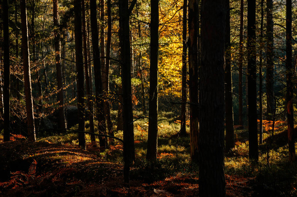 秋の森。太陽は木の枝で再生し、光線で森全体を貫通森の中を歩く。チェコ共和国マラ・スカラのボヘミアン・パラダイスにあるベデニック・スカリー(ベデニック・ロック)  - 写真・画像