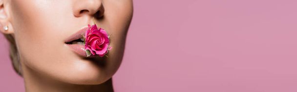 abgeschnittene Ansicht der schönen Frau mit Rosenblüte im Mund isoliert auf rosa, Banner - Foto, Bild