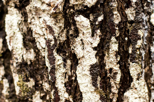 The wood texture on nature tree - Фото, изображение
