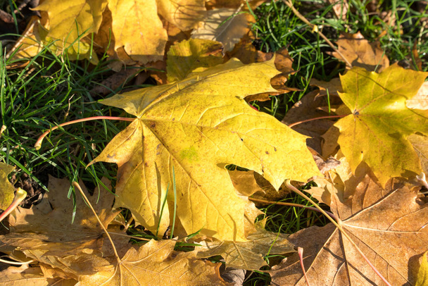 Scena jesienna, liść klonu - Zdjęcie, obraz
