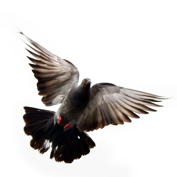 Flying pigeon - Photo, Image