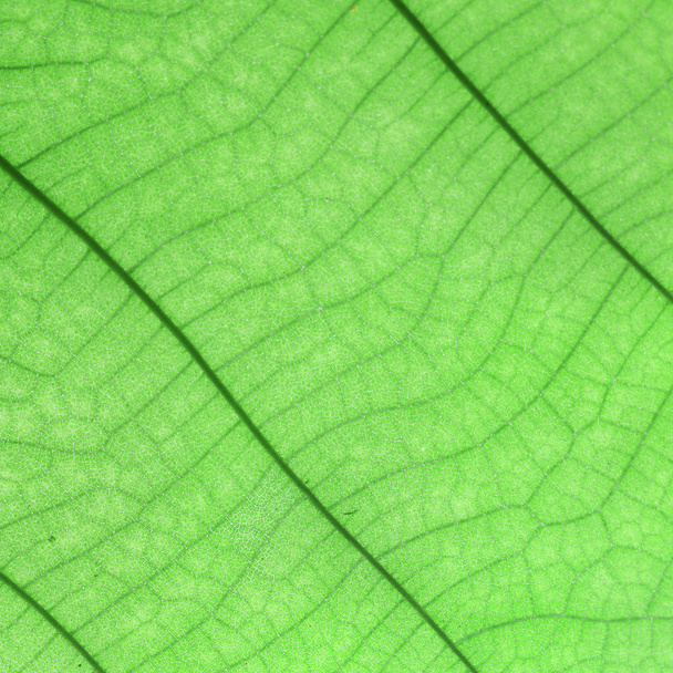 leaf  - Photo, Image