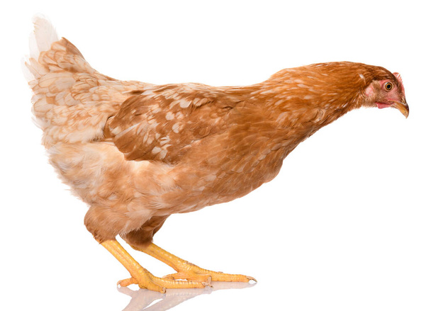 yksi ruskea kana eristetty valkoisella pohjalla, studio ampua - Valokuva, kuva