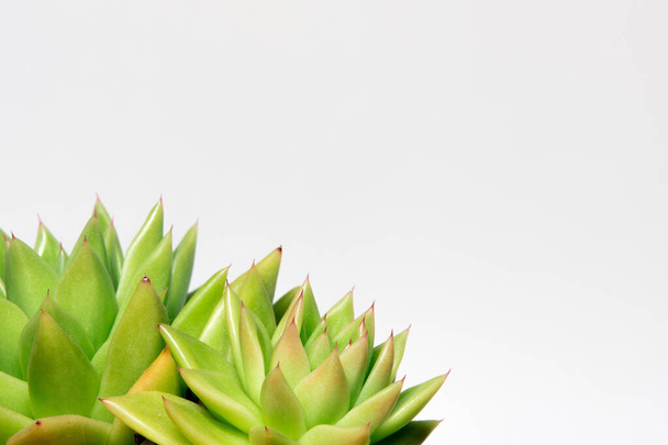 Succulent plant on a white background with copy space. Health spa decoration - Photo, Image