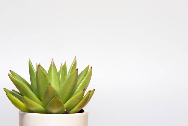 Succulent plant on a white background with copy space - Photo, Image