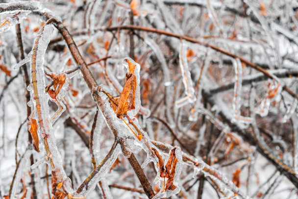 秋の葉が地面に横たわる氷で覆われた木の枝。氷嵐、冬の天気。美しい自然背景. - 写真・画像