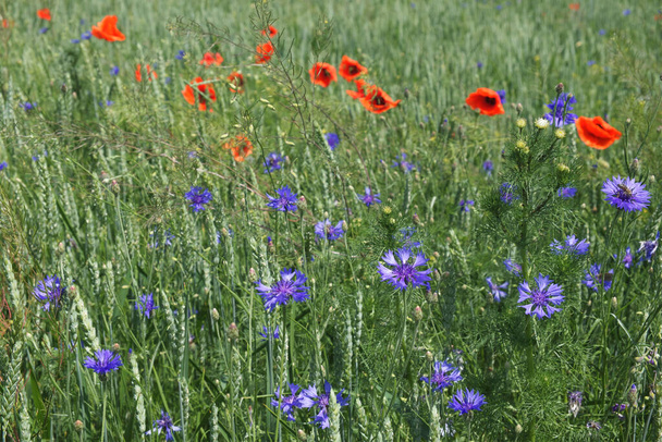 La amapola roja entre las hierbas del campo en verano. Hermosas flores silvestres. Naturaleza intacta. - Foto, Imagen